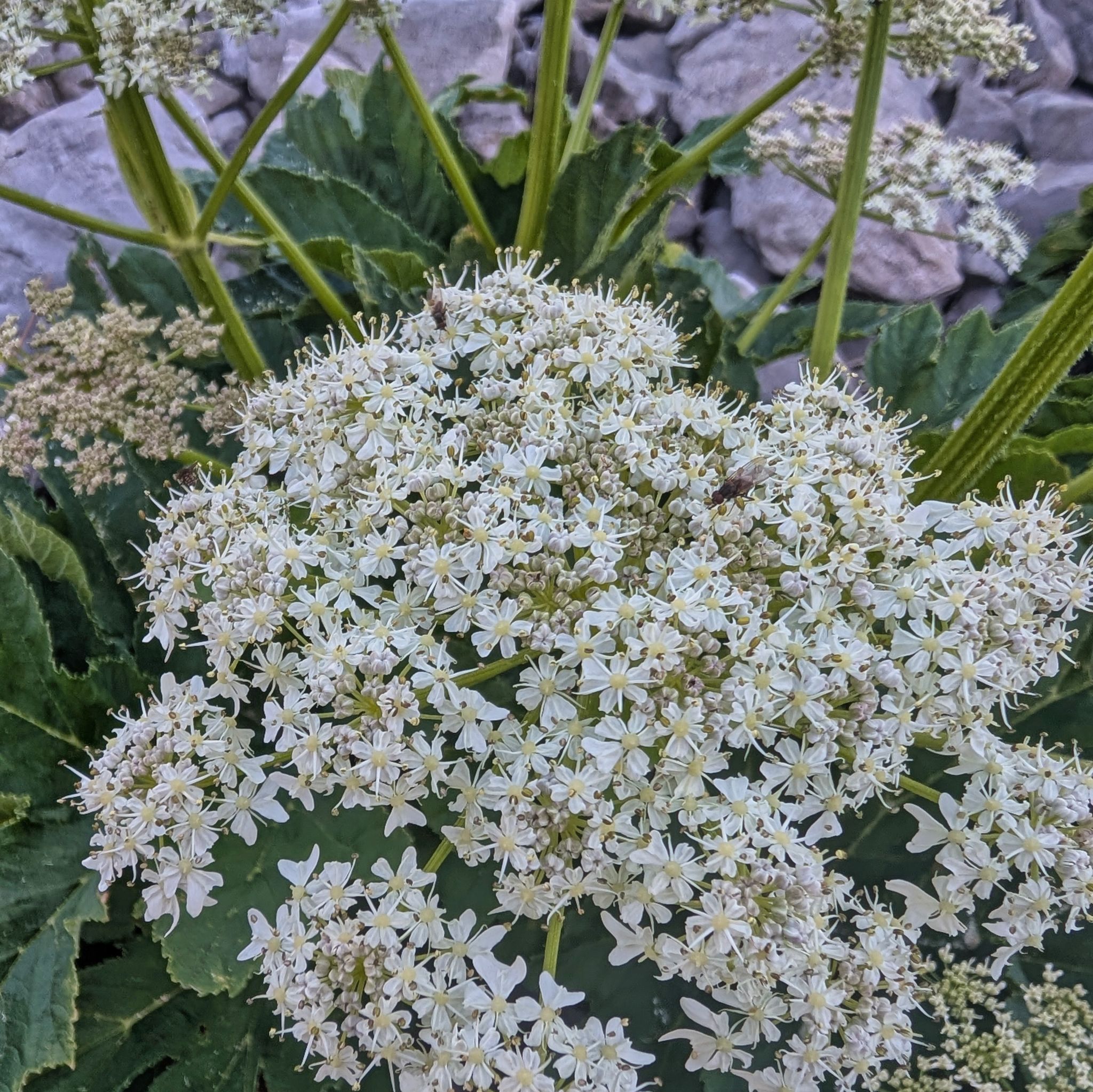 PXL 20250709 090222899