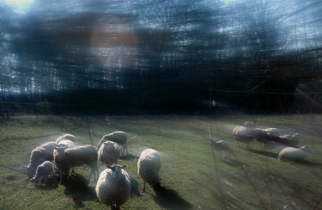 Parc baleau moutons 3