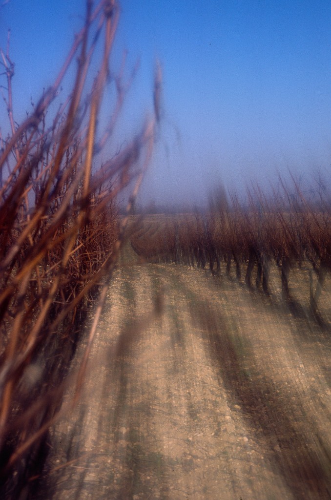 Vignes floues 2