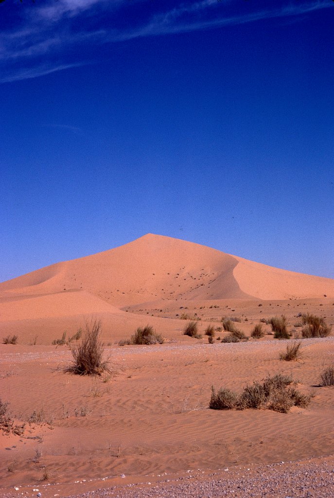 Sahara 15 1981