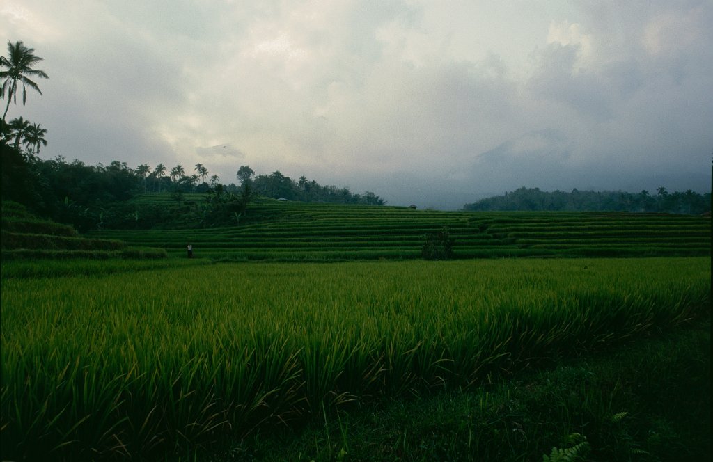 Indonesia 40 1991