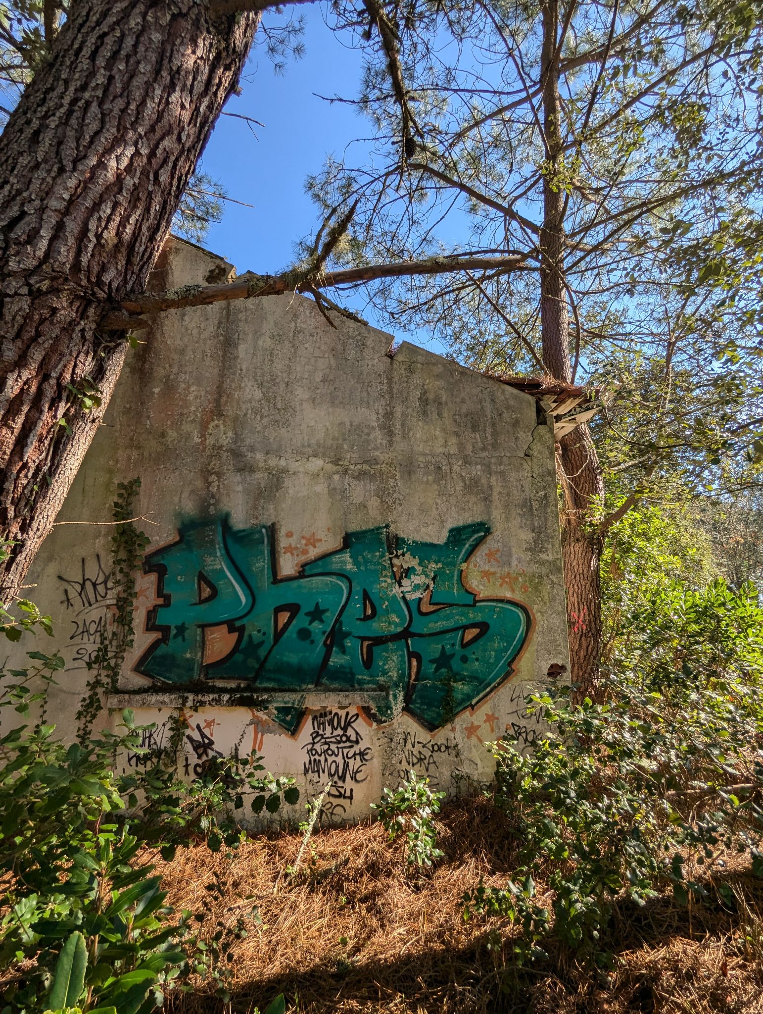 PXL 20241013 115710258