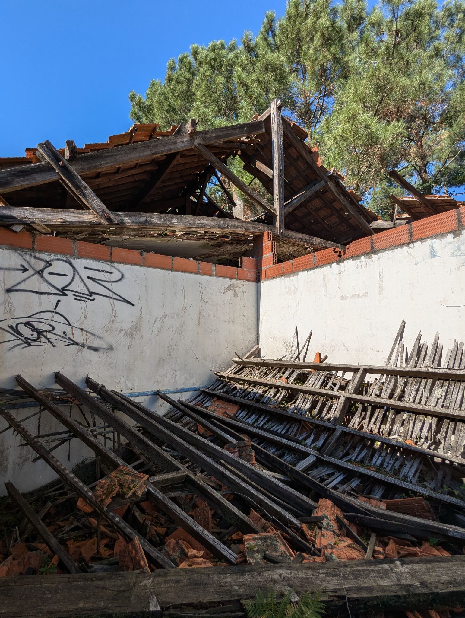 PXL 20241013 120016746