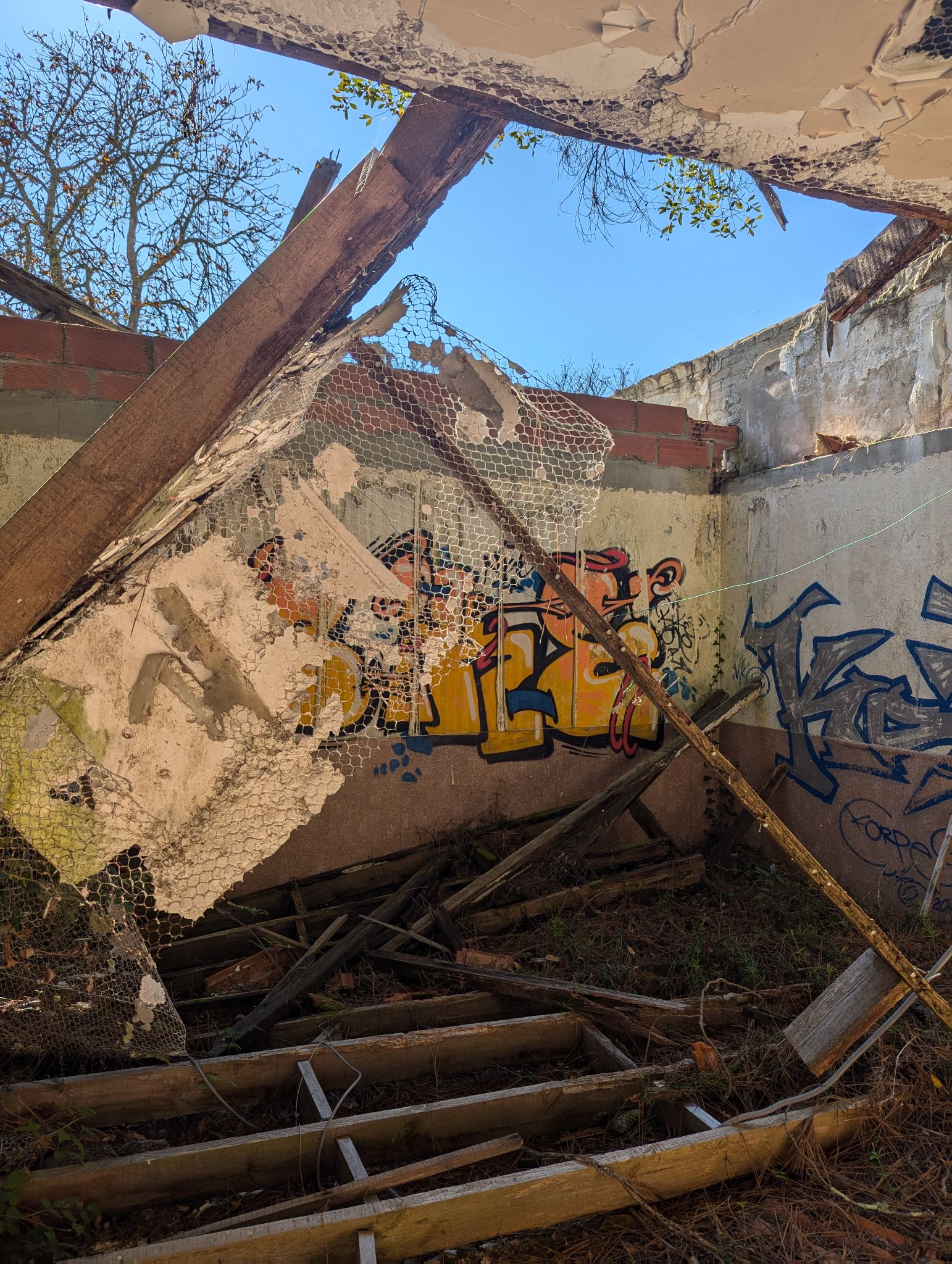 PXL 20241013 121702564